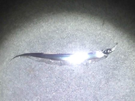 焼津港　太刀魚連日釣果、ヤリイカ、コウイカ…